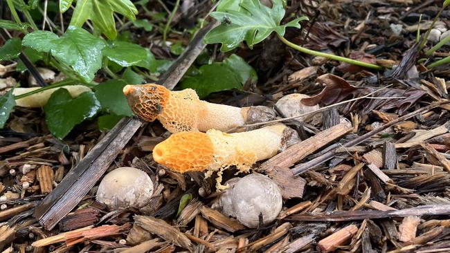 Stinkhorn mushroom in Mackay CBD, February 10, 2025