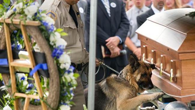 Sad moment police dog farewells partner