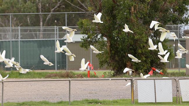 Corellas at the Aldinga Sports Complex, Quinliven Road, Aldinga. Picture: Stephen Laffer