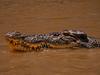 ‘All about balance’: Education on the line without croc permits