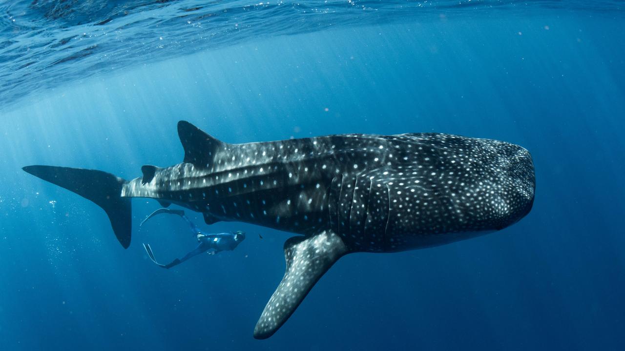 Tourists swimming with whale sharks. Picture: Michael Husband