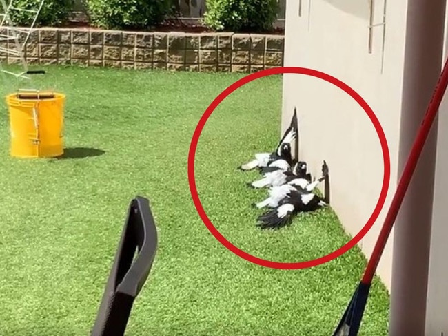 A video of magpies sunbathing has confused Australians. Picture: Reddit / u/Ten_tonne_tank