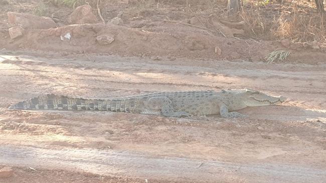 This 2.5 metre salty boy was spotted trekking the Central Arnhem Rd last week at a construction site near Bulman. Picture: NT Department of Infrastructure, Planning and Logistics