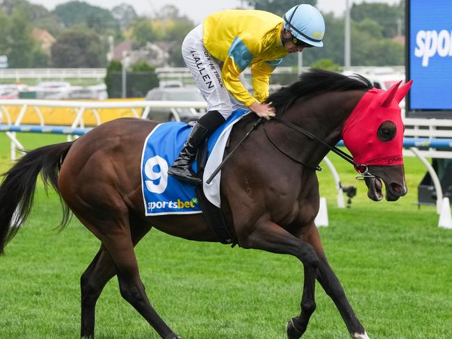 Super Smink on the way to the barriers prior to the running of  the Sportsbet C.F. Orr Stakes at Caulfield Racecourse on February 08, 2025 in Caulfield, Australia. (Photo by George Sal/Racing Photos via Getty Images)