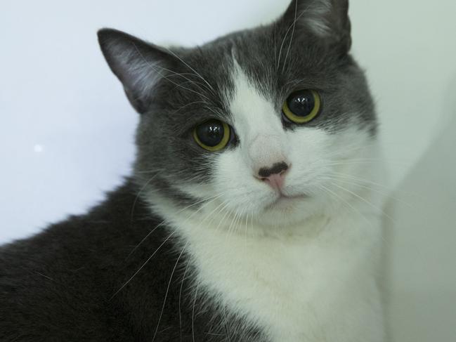 Cats are pictured at Petbarn, Wetherill Park, NSW, Australia, 28 July, 2017.  August 8th 2017 is World Cat Day, and Petbarn stores across Sydney are keen to see some of their cats and kittens adopted.  (AAP IMAGE/Melvyn Knipe)