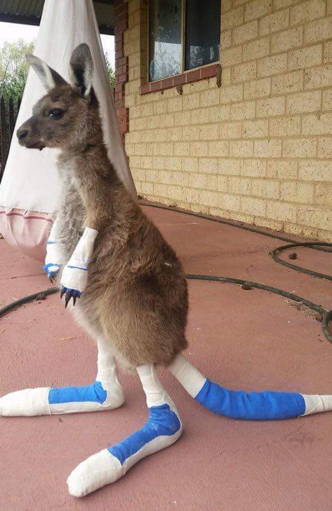 The 11-month-old joey has melted hearts across the country. Picture: Facebook/Waroona Vet Clinic.