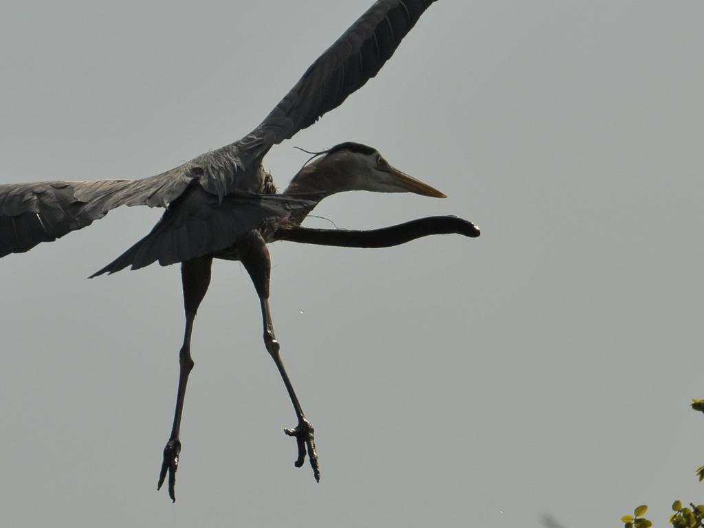 The eel burst out of the heron using its hard tip. Picture: Sam Davis/Jam Press