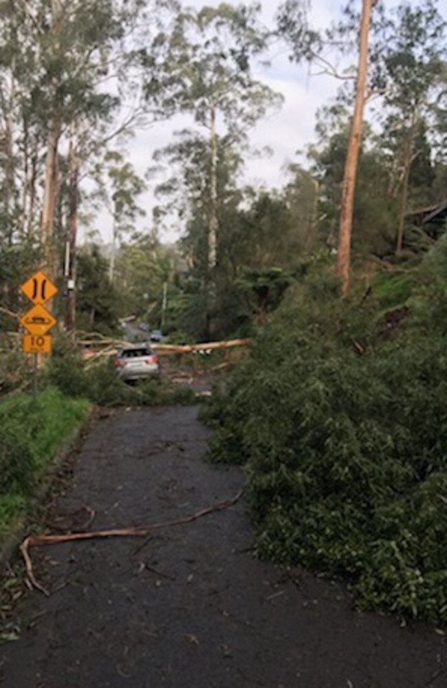 Carnage on Kaola St in Belgrave after the storm. Picture: Sharon McGowan