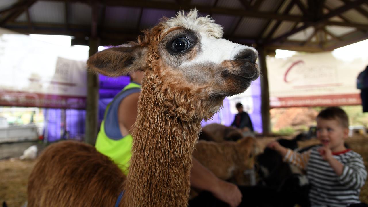 Fletcher Miller enjoys the petting zoo. Heritage Bank Toowoomba Royal Show. Sunday March 27, 2022