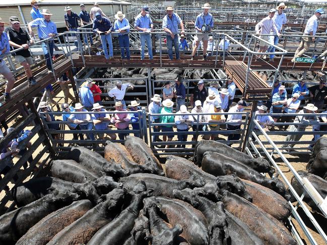 How much weaners will make this summer