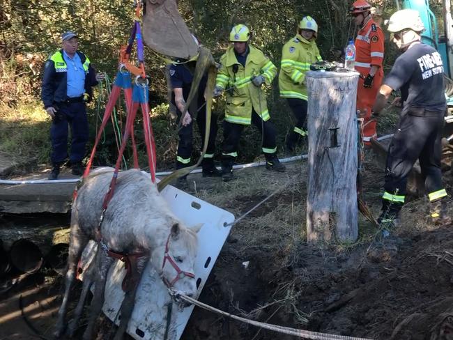 The exhausted horse was sadly put down after being rescued. Picture: Fire and Rescue NSW