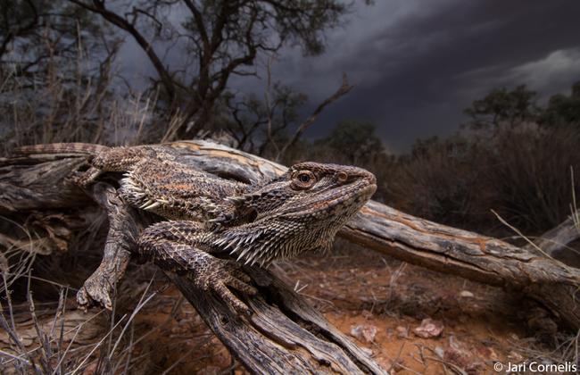 Animal habitat winner: Central bearded dragon, Tobermorey Station, Northern Territory. Picture: 2020 Australian Geographic Nature Photographer of the Year Awards