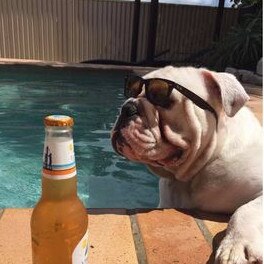 Gold Coast's cutest dogs: Thor. Submitted by Tina Adams.