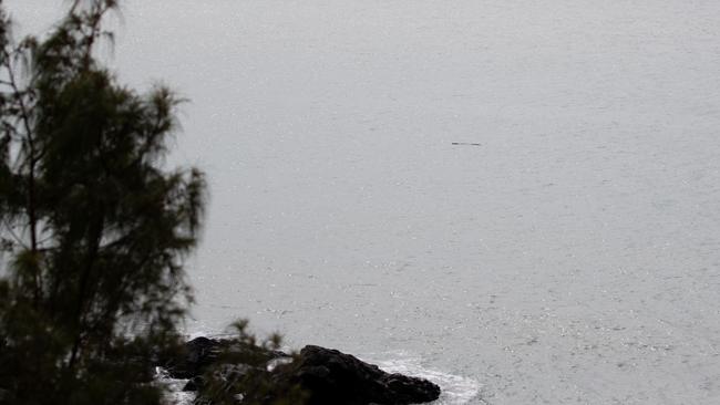 Dolphin Heads resident Louise Smith said she spotted a three-metre crocodile swimming towards Eimeo Beach at noon on Friday May 22.