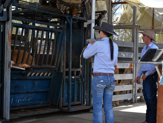 Simon Mollee and Jess Maskill operating the updated yards at Glen Arden. Picture: Cassandra Glover