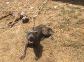 Queenslanders have until midnight tonight to tell the state government about what type of animal welfare laws they would like to see. Animal advocate groups are petitioning for several things, including laws against tethering dogs like these two. The RSPCA found one dog lies dead in the heat and rescued the surviving dog. Picture: RSPCA