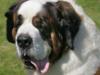 St Bernard