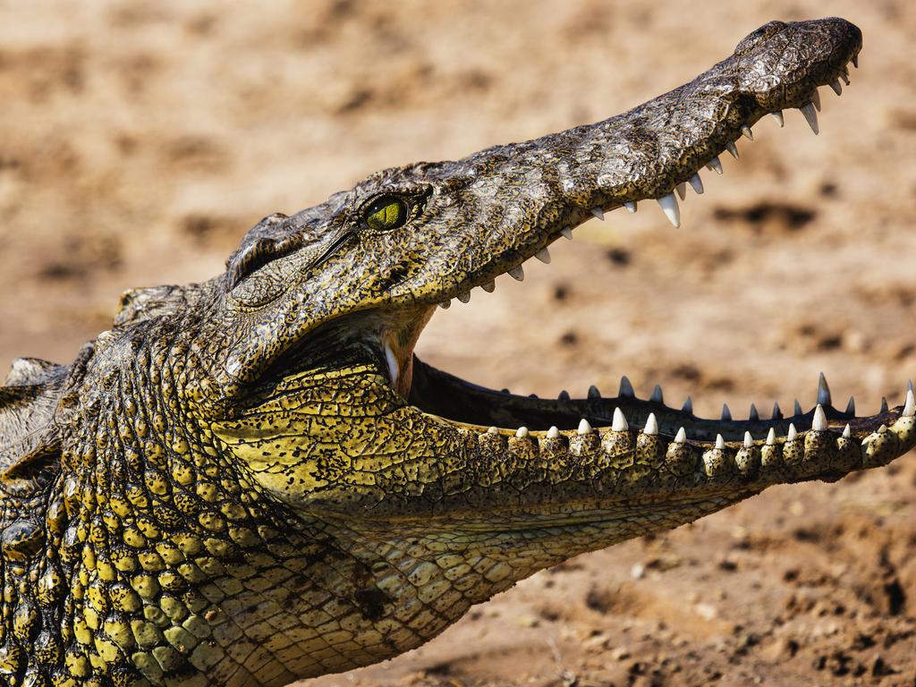 A teen British backpacker has been savagely attacked by a huge crocodile while rafting in Africa.
