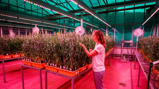 Associate Professor Bettina Berger inside the plant accelerator. Picture Matt Turner