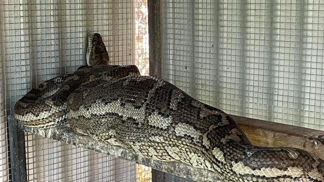 David Voss of Gladstone Region Snake Catchers removed this python that had eaten a chicken from a chicken coop in 2023.