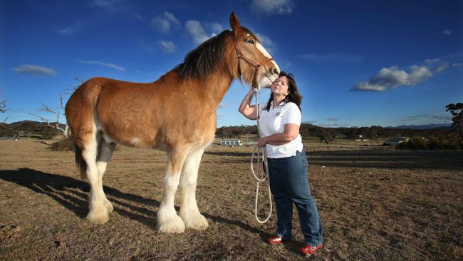  Karen Hood rescues Clydesdales through her charity Heavy Horse Heaven. She takes on the large horses and looks after their welfare when people can no longer afford them or they have been mistreated. Picture: Gary Ramage 