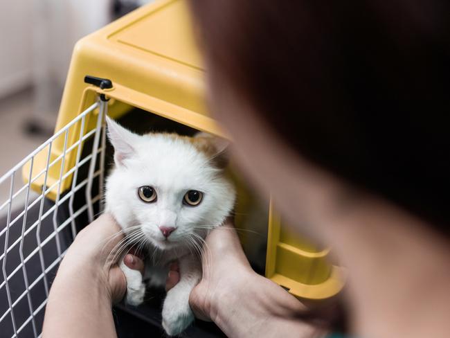 Unrecognizable veterinarian taking out a cat from a box. istock