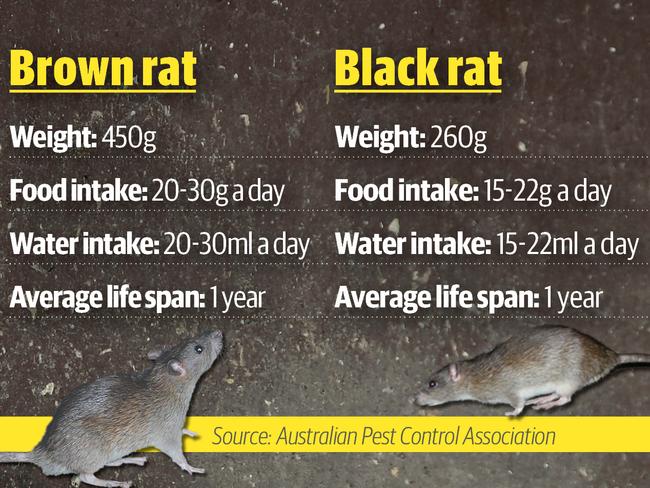 How Sydney's rats stack up.