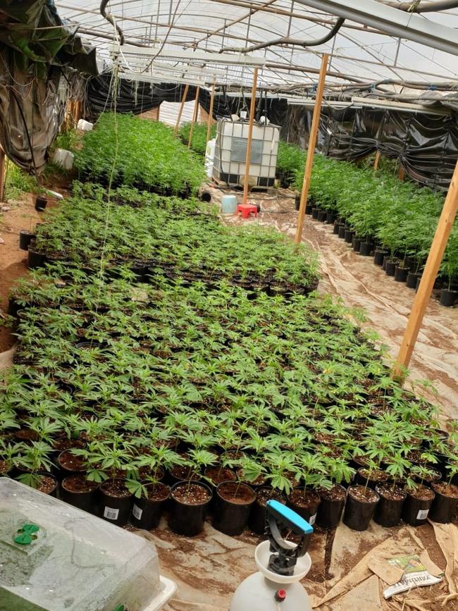 Cannabis crop found at Buckland Park. Photo: SA Police