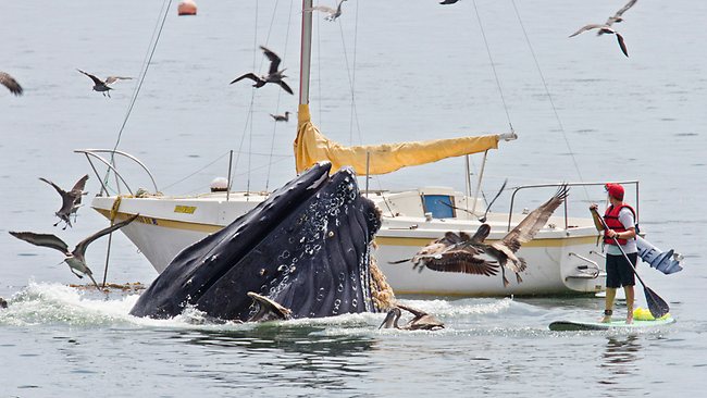 Stunning moment a humpback whale breached in a Californian fishing ...