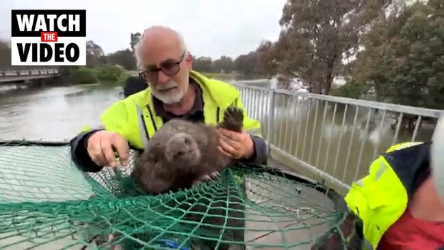 Wildlife killed, euthanised in River Murray floods | The Advertiser