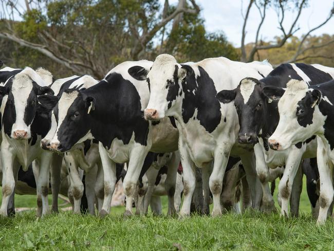 FOCUS: Kate Bland dairy farmerKate runs an 800-head dairy operation in Foster, South Gippsland.PICTURED: Generic dairy farm. Dairy cows.PICTURE: ZOE PHILLIPS