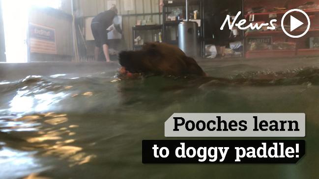 Pooches learn to doggy paddle!