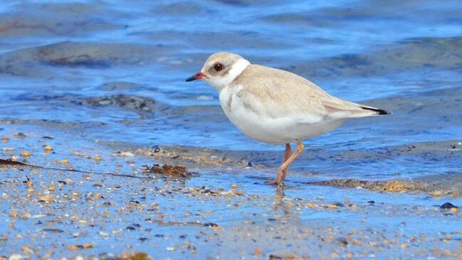 Cliff the juvenile hooded plover at Aldinga. Picture: Ash Read