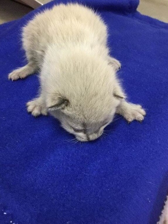 Violet is a curious and fun-loving three-month old domestic short hair/layanese.