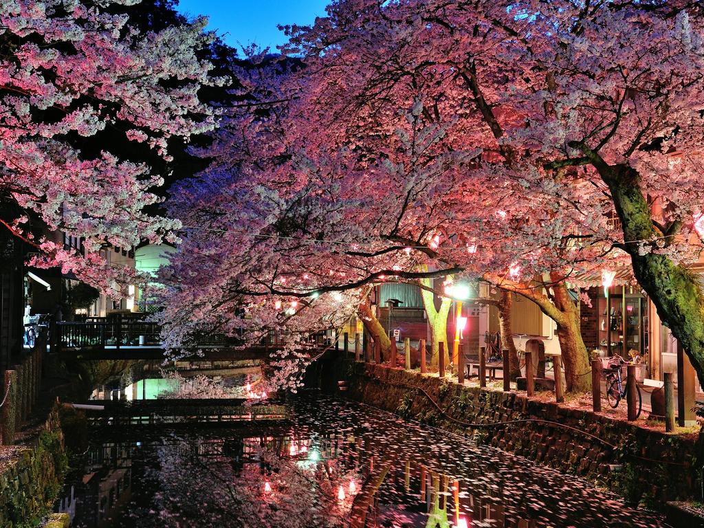 Depending on the time of year you visit, the cherry blossom trees by night in the town of Kinosaki make for a stunning spectacle. Picture: Andrea Black, Escape