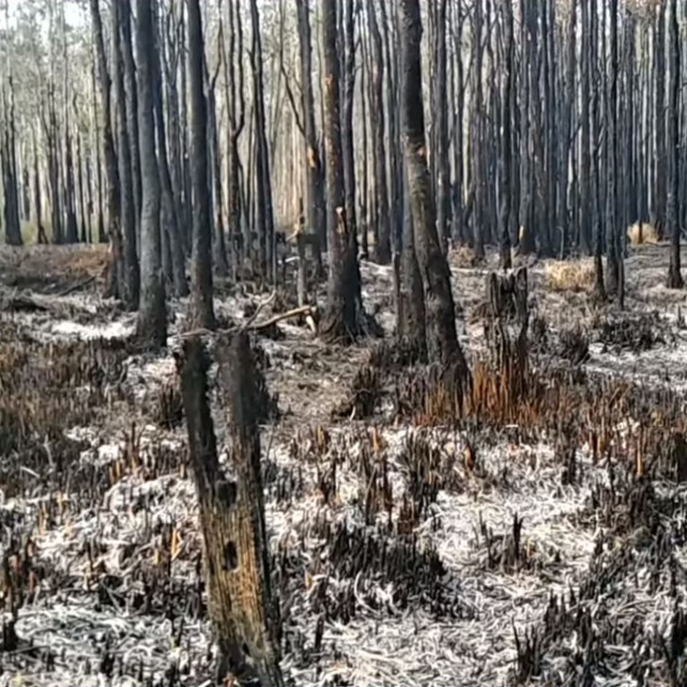 A scene from the first search after the Crestwood fire. Picture: Koala Hospital Port Macquarie