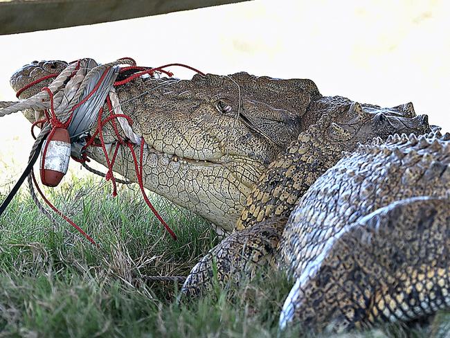 Croc sightings mapped as fisherman shares shock encounter