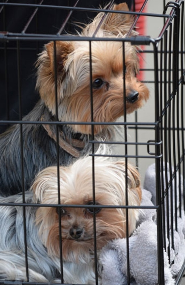 Pistol and Boo leaving Australia in 2015.