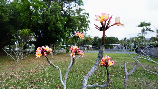 Eight frangipani trees stand at 34 Murray Street, Manoora, the site of one of Australia's worst mass killings, where eight children aged between 2 to 14 years old were stabbed to death by their mother and aunt Raina Thaiday on December 19, 2014. Picture: Brendan Radke