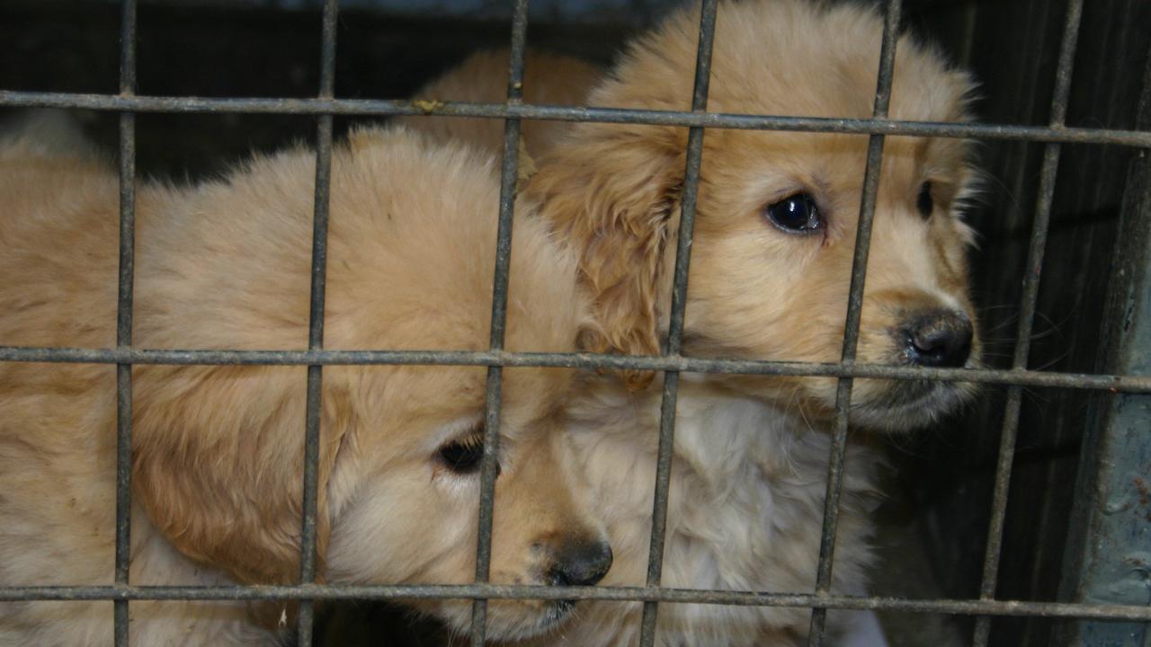 Puppy scams have cost hundred of Victorians thousands of dollars.