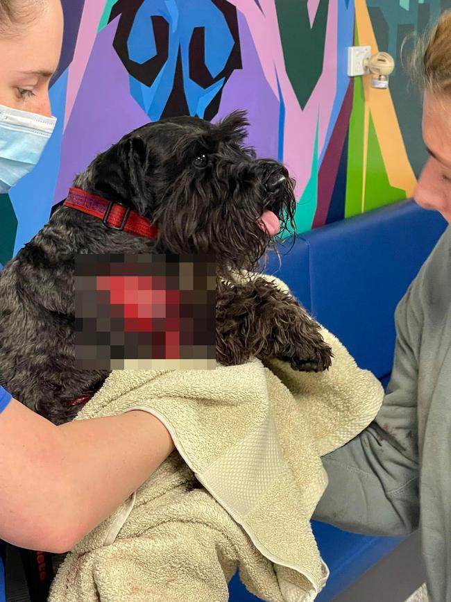 Millie the Schnauzer was attacked at Bronte Park.