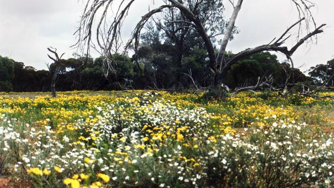 Wildflowers in the Mallee. Picture: News Limited