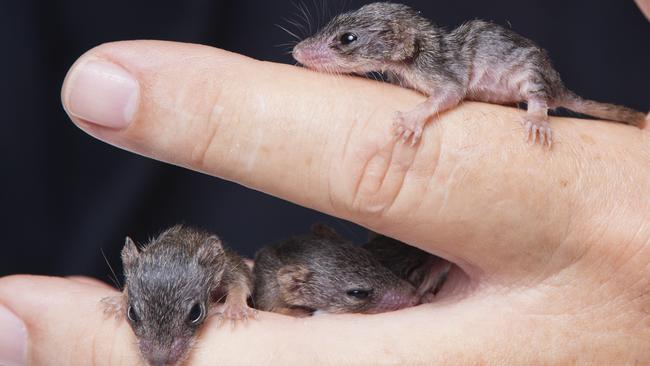 The antechinus are currently being cared for by Wildcare Volunteers Nigel and Cathy Cope in the Glasshouse Mountains and will be released backed into the wild once they reach around 50 grams in weight. Picture: Lachie Millard