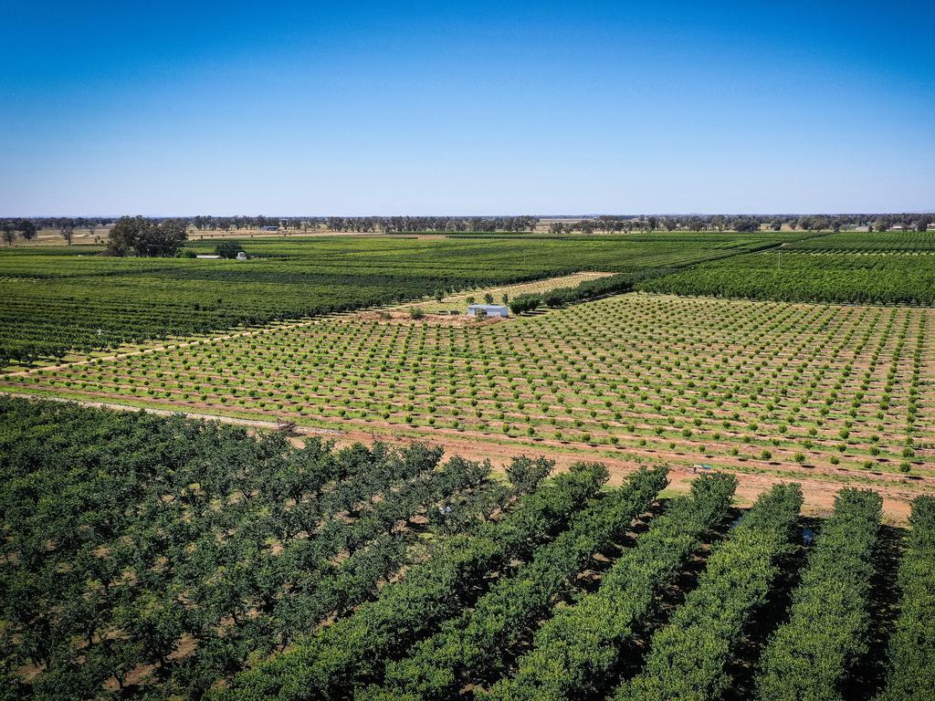 Fruit picking QLD: Desperate tourists want to come to Australia, will ...