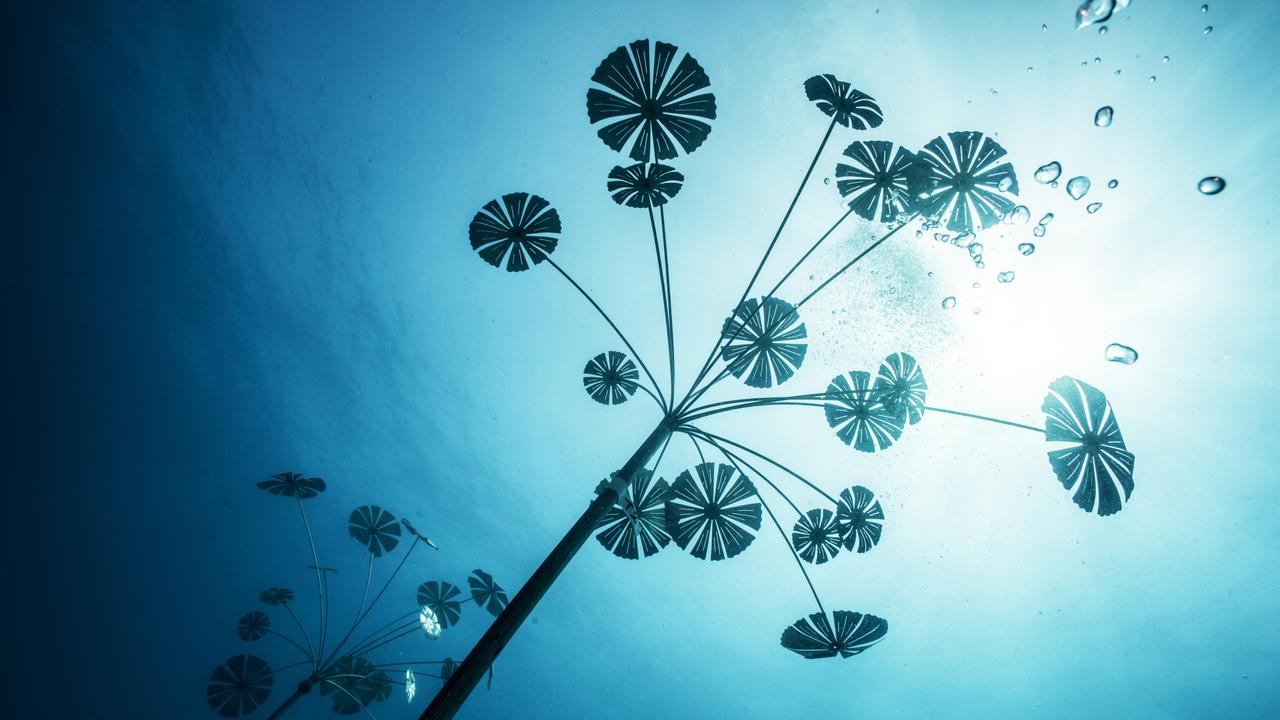 stage one of the Museum of Underwater Art (MOUA) in Townsville North Queensland will officially launch with tours commencing to the Coral Greenhouse installation at John Brewer Reef. CREDIT: Jason deCaires Taylor ESCAPE AUGUST 16 2020 ISSUE NEWS &amp; VIEWS