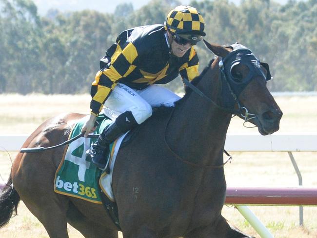 Grand Pierro ridden by Will Price wins the Bet365 Ararat Gold Cup at Ararat Racecourse on November 12, 2023 in Ararat, Australia. (Ross Holburt/Racing Photos via Getty Images)