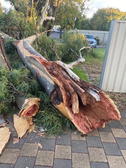 A fallen tree at Modbury. Picture: Milly Wise