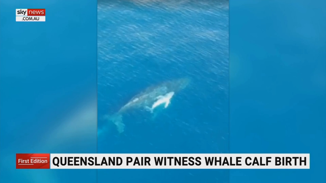 Queensland couple witness birth of a whale calf