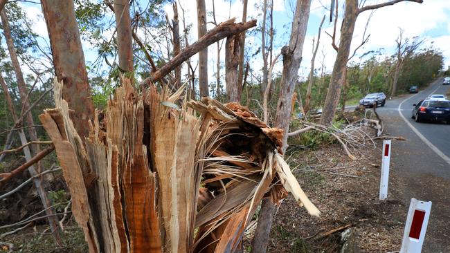 The winds, described as being cyclonic, snapped trees in half at Mt Tambourine. Picture: NCA NewsWire / Scott Powick