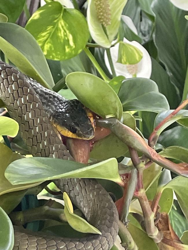 A green tree snake made short work of a frog in a Granville backyard.